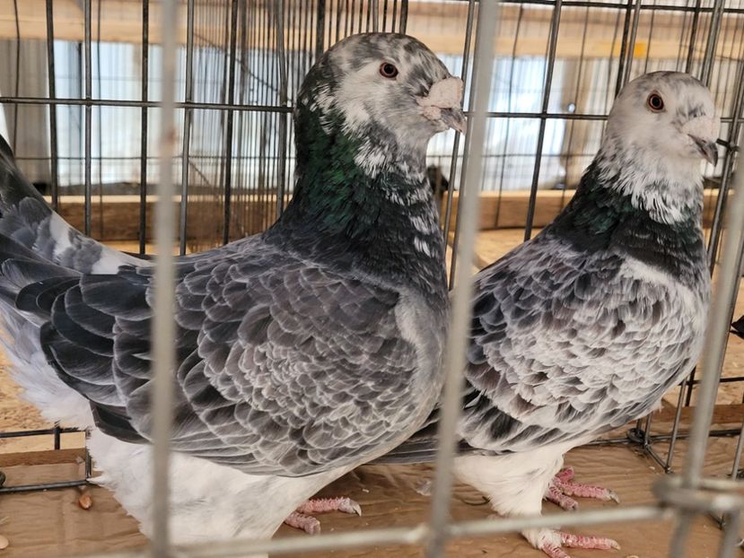  - 0- INDAGRA 2022 26 - 30 oct