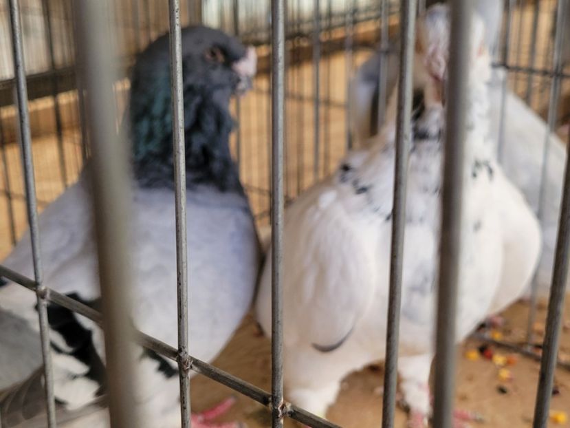  - 0- INDAGRA 2022 26 - 30 oct