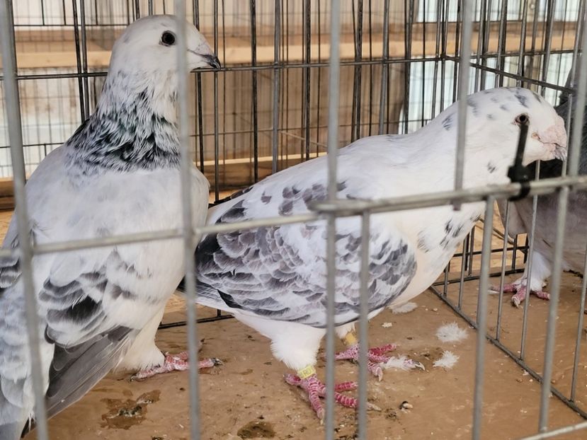  - 0- INDAGRA 2022 26 - 30 oct