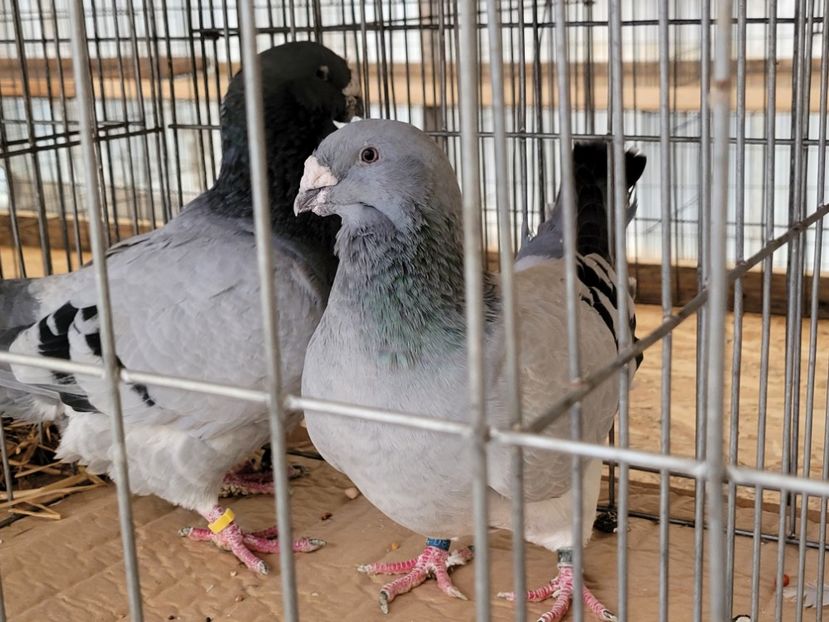  - 0- INDAGRA 2022 26 - 30 oct