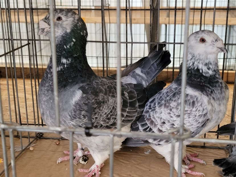  - 0- INDAGRA 2022 26 - 30 oct