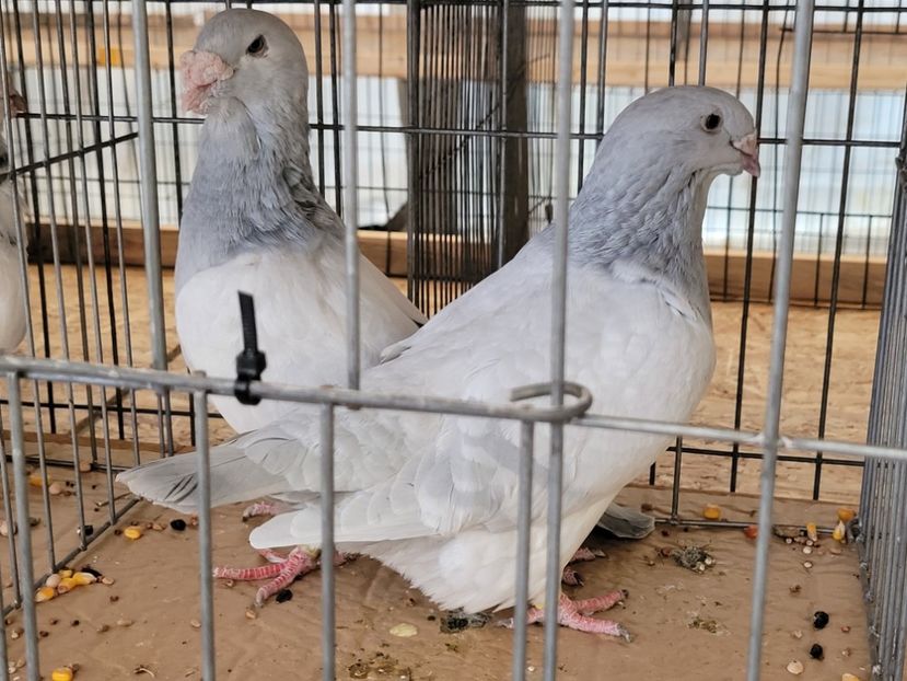  - 0- INDAGRA 2022 26 - 30 oct