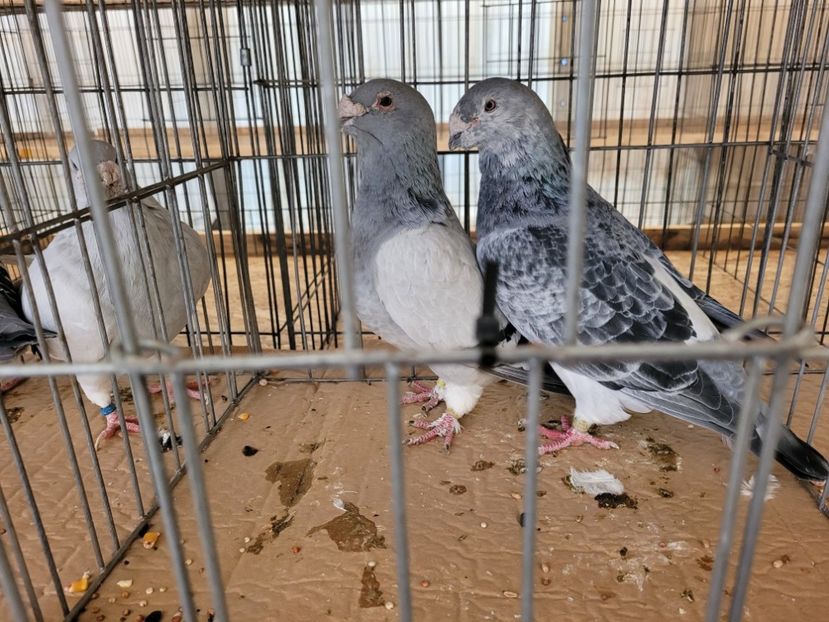  - 0- INDAGRA 2022 26 - 30 oct