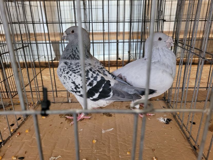  - 0- INDAGRA 2022 26 - 30 oct