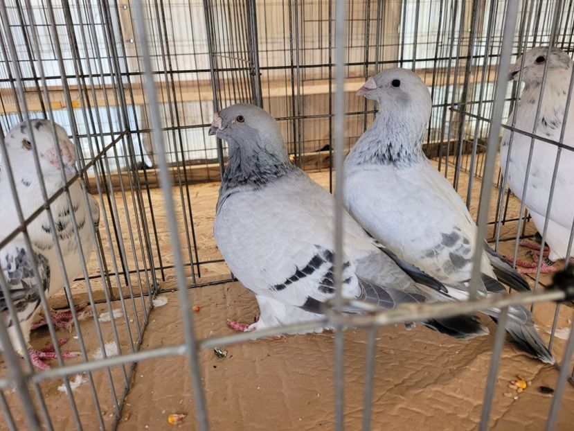  - 0- INDAGRA 2022 26 - 30 oct