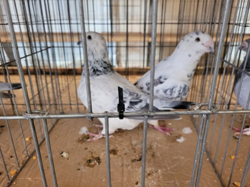  - 0- INDAGRA 2022 26 - 30 oct