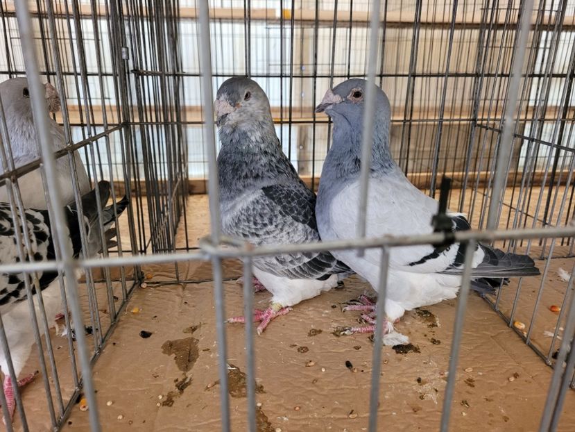  - 0- INDAGRA 2022 26 - 30 oct