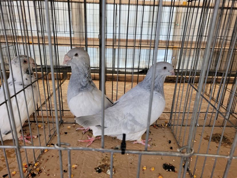  - 0- INDAGRA 2022 26 - 30 oct