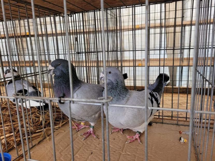  - 0- INDAGRA 2022 26 - 30 oct