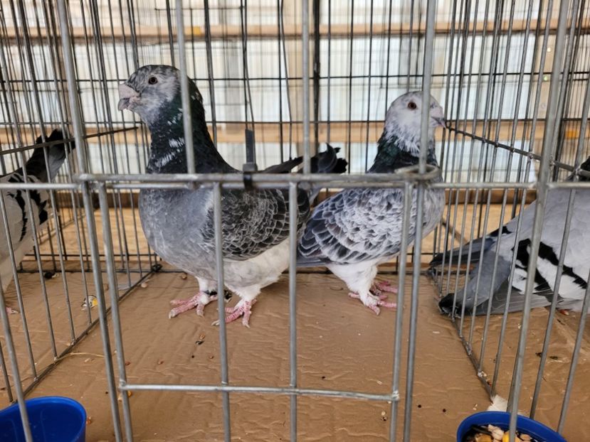  - 0- INDAGRA 2022 26 - 30 oct