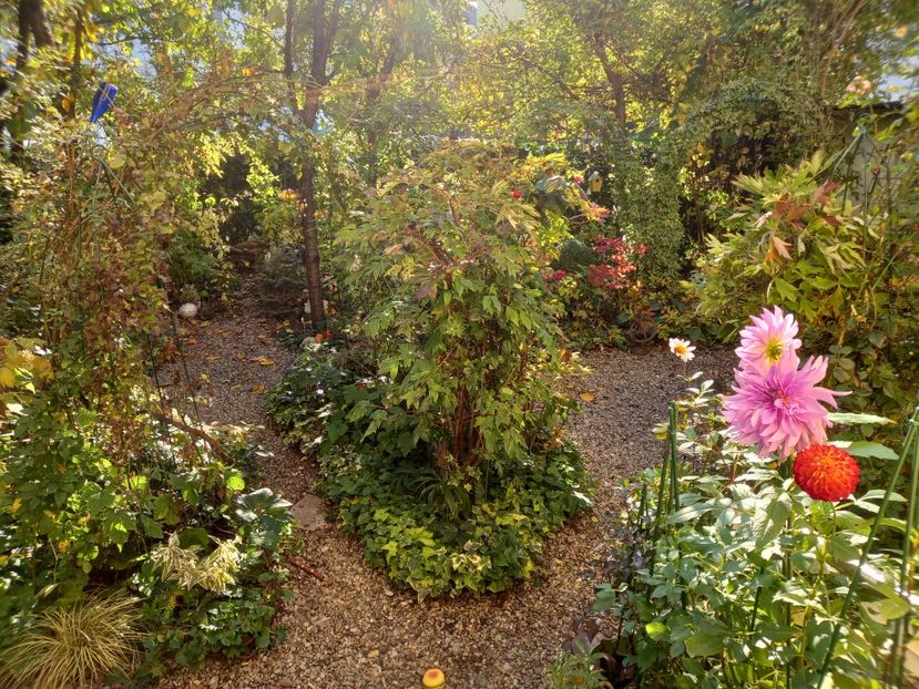  - Grădina 2022 continuare 4