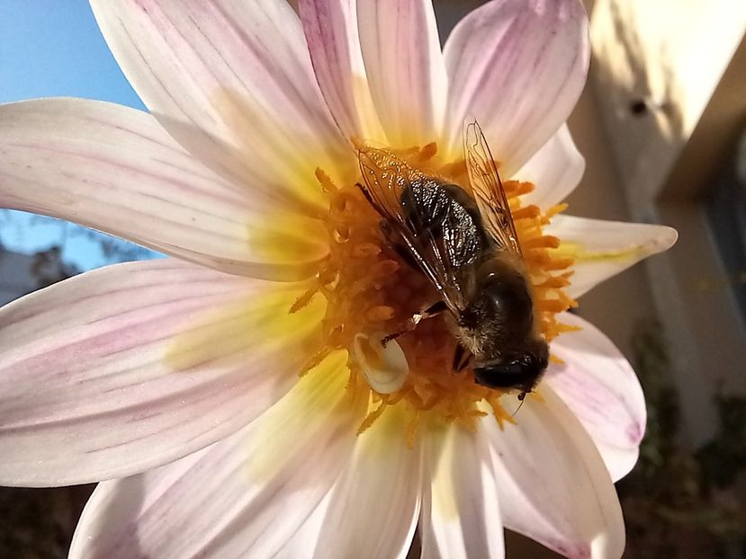  - Grădina 2022 continuare 4