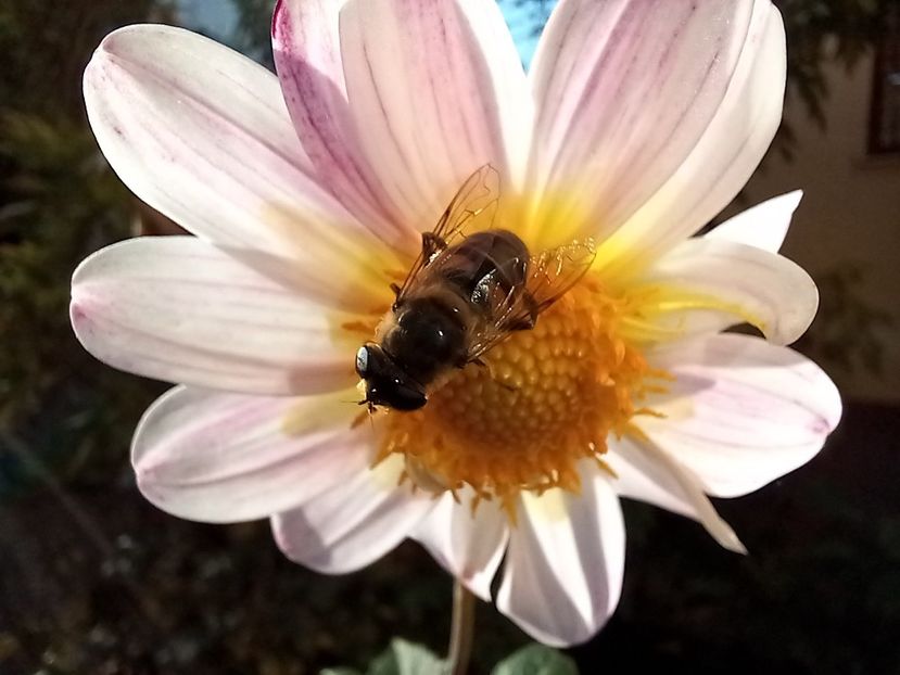  - Grădina 2022 continuare 4