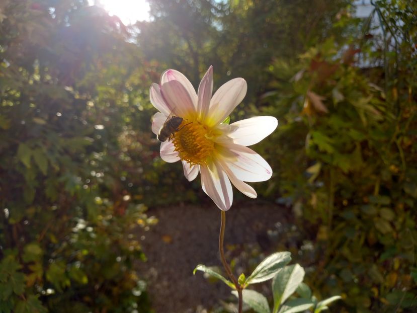  - Grădina 2022 continuare 4