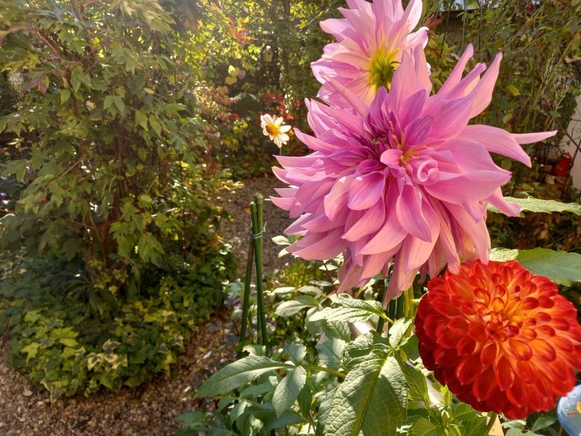  - Grădina 2022 continuare 4