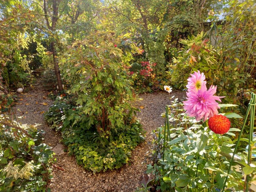  - Grădina 2022 continuare 4