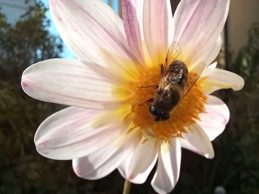  - Grădina 2022 continuare 4