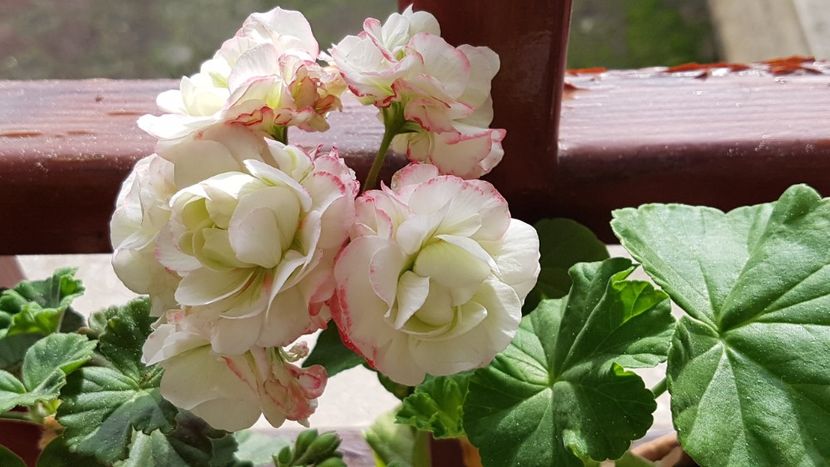  - Happy Appleblossom