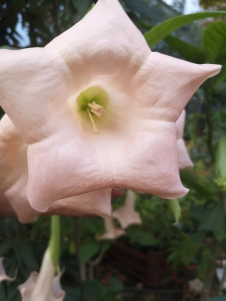 Esmeralda - Brugmansii 2022