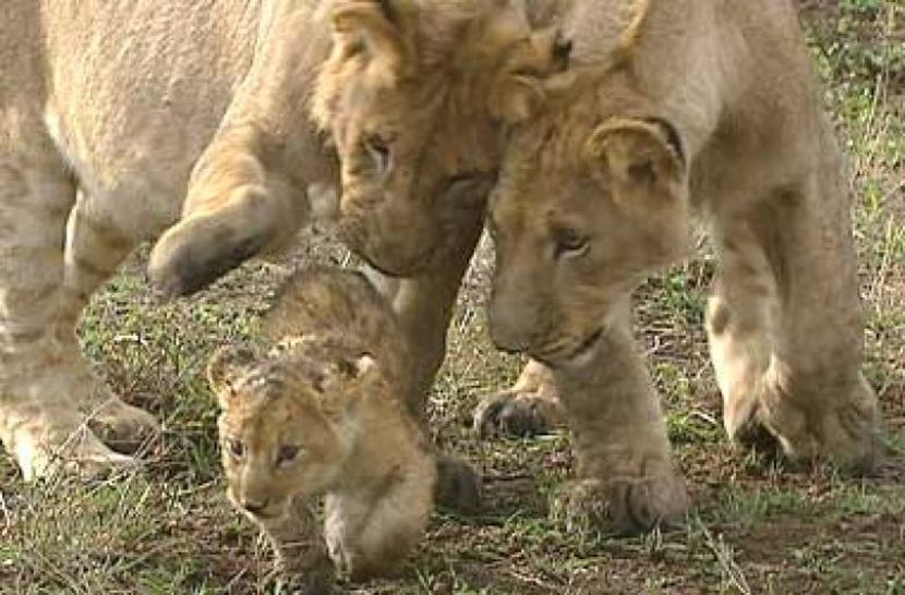 CPYNHFLKXOSIMGLCPJT - photos