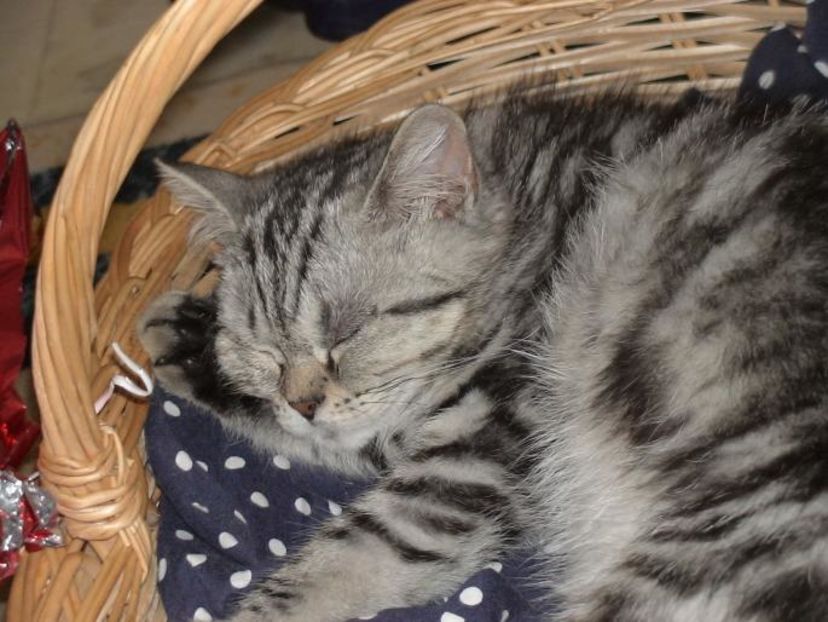 FFESKHNFUJDICGSHUTL - photos