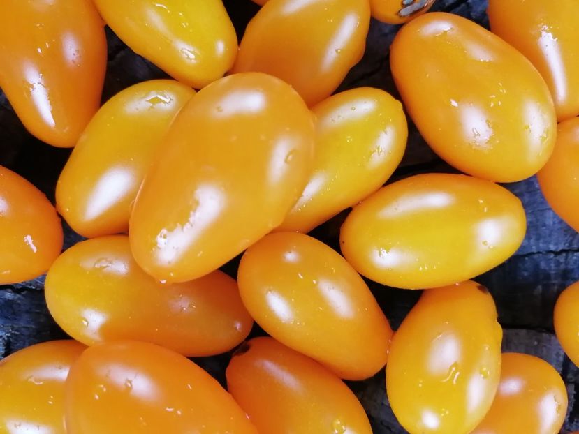  - SEMINTE ROSII - T 846 DORCA