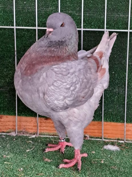 received_824479428601689 - KINGI PUI 2022