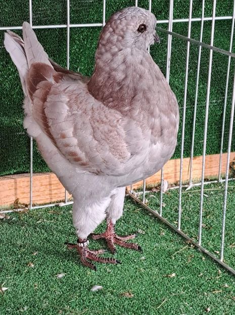 received_1291283075007162 - KINGI PUI 2022