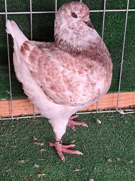 received_876136226901035 - KINGI PUI 2022