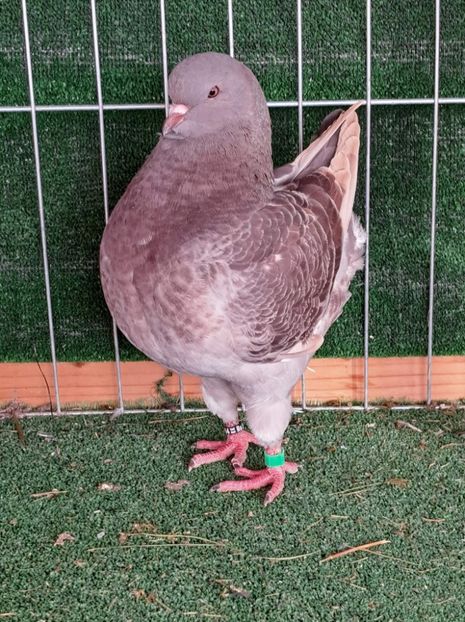received_672234360883505 - KINGI PUI 2022