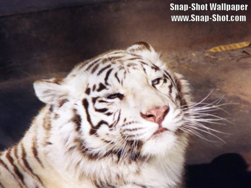 TCKXPPZQIGUBFFBARBD - photos