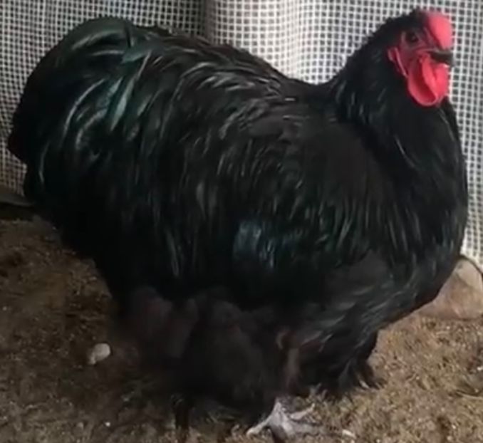 49589318-60CF-4FF4-9E82-58624EDF00E3 - Orpingto