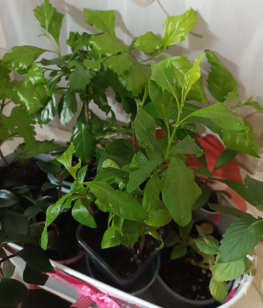 Multumeeeeeesc! ❤️❤️❤️ - Albumul generozității