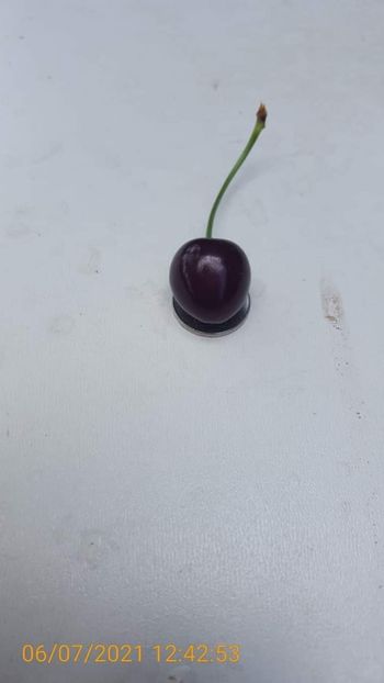 Daria - Cireși Amari