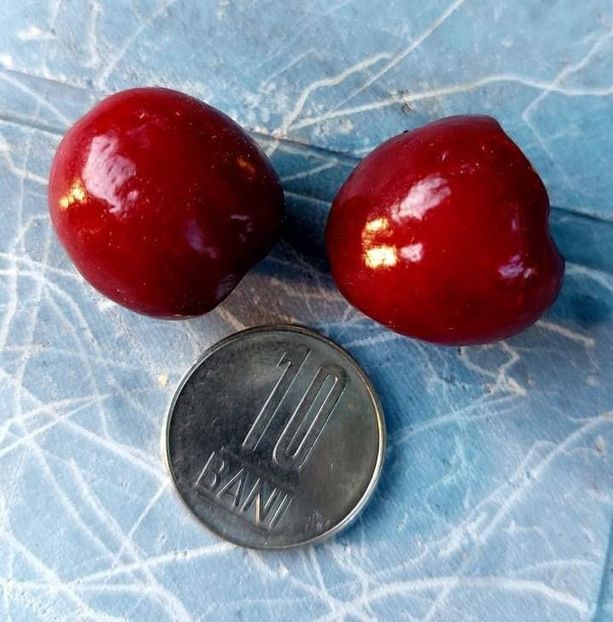 Selecție nea Sorel - Cireși Amari