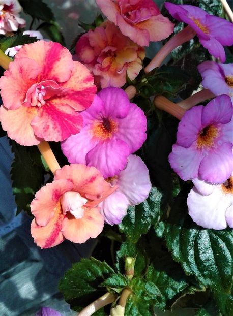  - Frumosi mei achi astazi