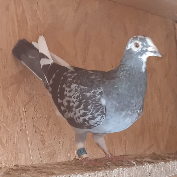 Femela 19-392 UNG....-rezervata Telesti - Porumbei vanduti