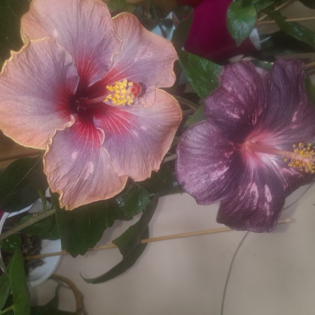 27.10.2022 - HIBISCUSI 2022-6