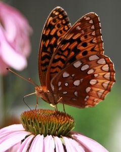 35062227_SSVHEAXJI - wow uau