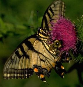 35062156_COSQEVAET - wow uau