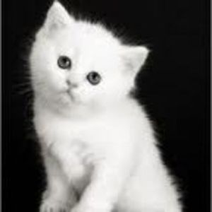 31689162_CBKWOSIWZ - wow uau