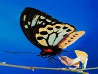 35062136_COLIOUXSA - wow uau