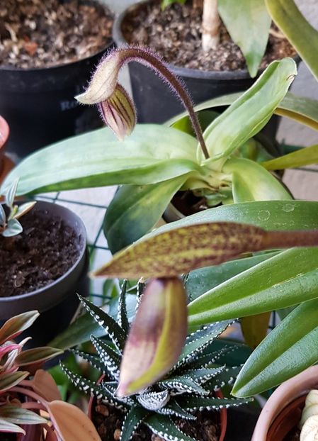  - Paphiopedilum