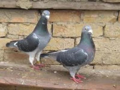 31689153_VRRNWVXUR - date de contact şi despre eu