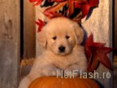 31689141_XAHGYCMER - date de contact şi despre eu