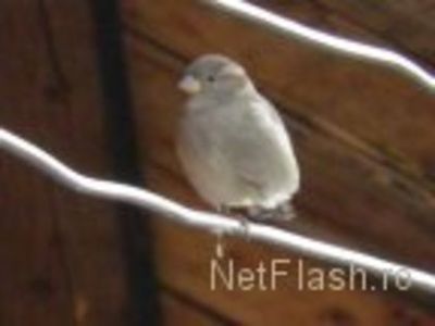 31689138_YVFGODCMC - date de contact şi despre eu