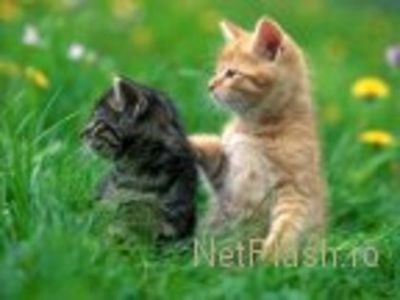 31689132_ABKPOUDSQ - date de contact şi despre eu