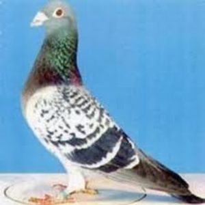 31689111_QPWFILEKJ - date de contact şi despre eu