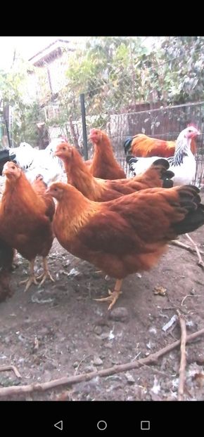 Screenshot_20221027_182836 - 2022 New Hampshire