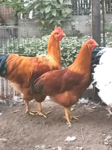  - 2022 New Hampshire